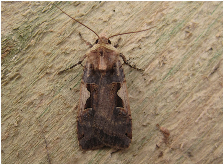 Setaceous Hebrew Character, Xestia c-nigrum