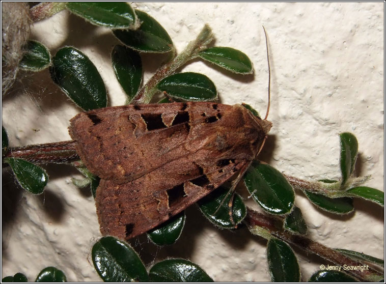 Double Square-spot, Xestia triangulum