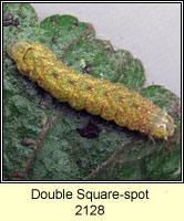 Double Square-spot, Xestia triangulum