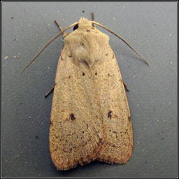 Neglected Rustic, Xestia castanea