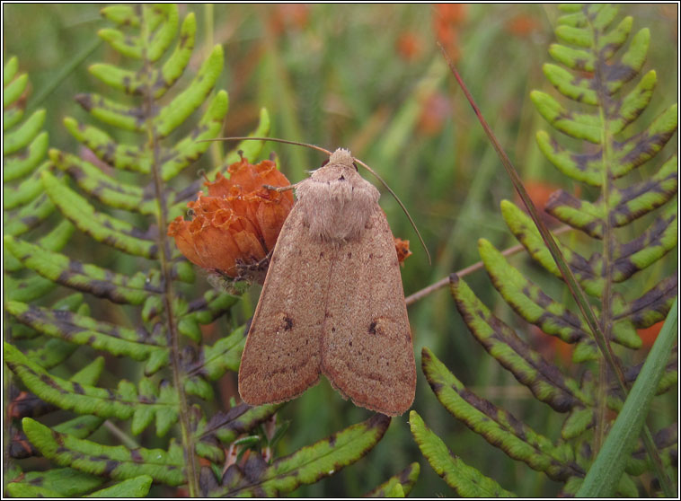 Neglected Rustic, Xestia castanea