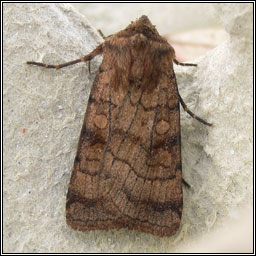 Six-striped Rustic, Xestia sexstrigata