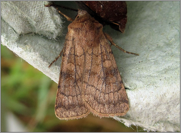 Six-striped Rustic, Xestia sexstrigata