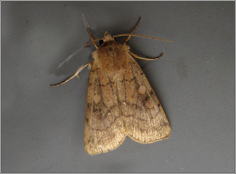 Six-striped Rustic, Xestia sexstrigata