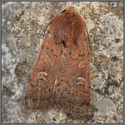 Square-spot Rustic, Xestia xanthographa