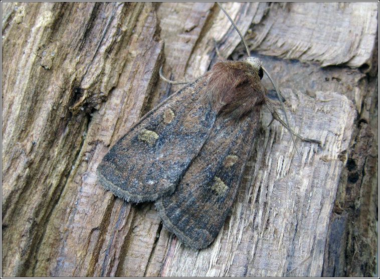 Square-spot Rustic, Xestia xanthographa