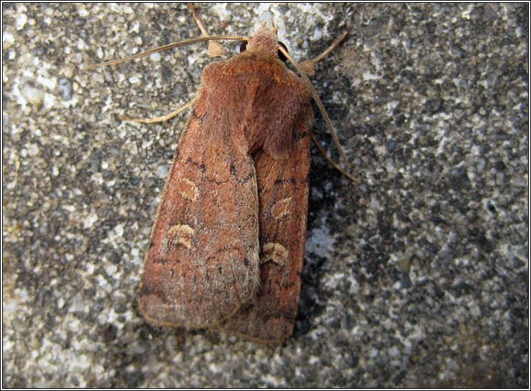 Square-spot Rustic, Xestia xanthographa