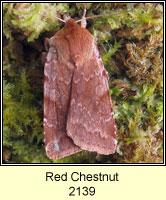 Red Chestnut, Cerastis rubricosa