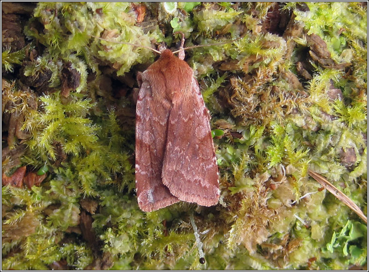 Red Chestnut, Cerastis rubricosa