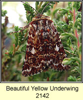 Beautiful Yellow Underwing, Anarta myrtilli