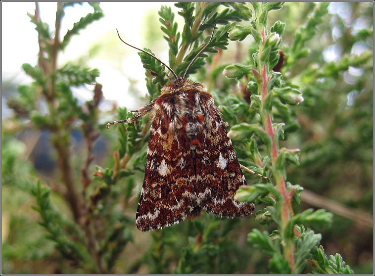 Beautiful Yellow Underwing, Anarta myrtilli