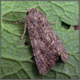 Nutmeg, Discestra trifolii