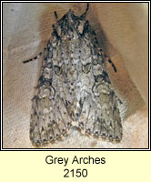 Grey Arches, Polia nebulosa