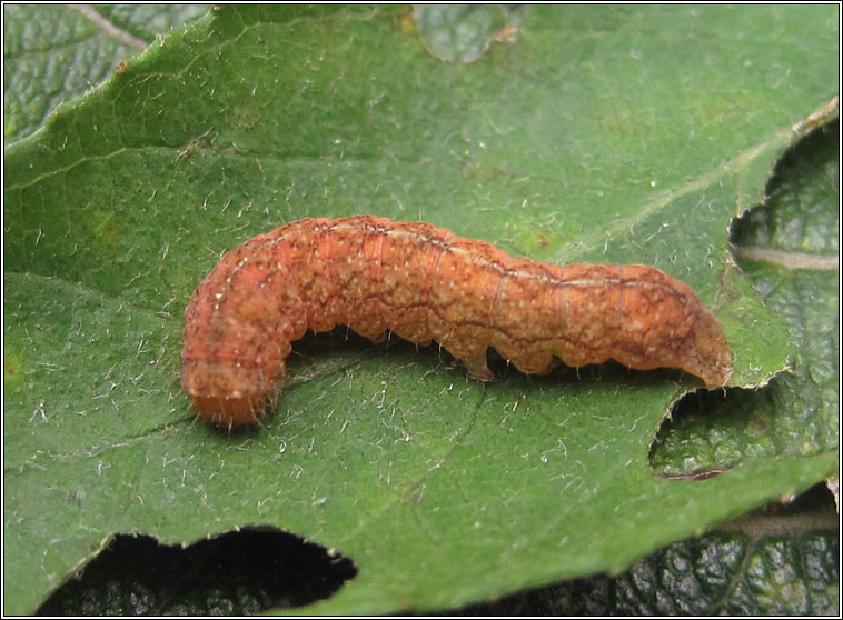 Grey Arches, Polia nebulosa