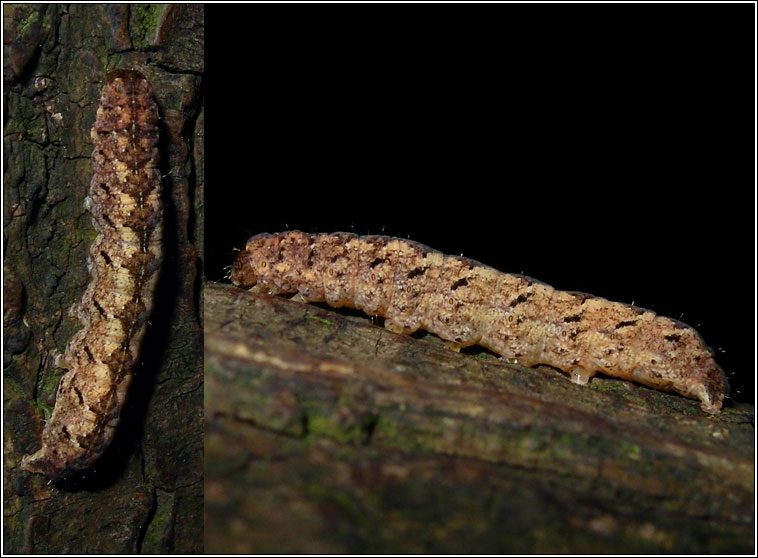 Grey Arches, Polia nebulosa