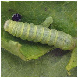 Cabbage Moth, Mamestra brassicae