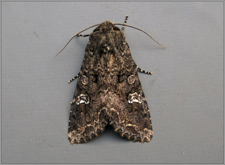 Cabbage Moth, Mamestra brassicae