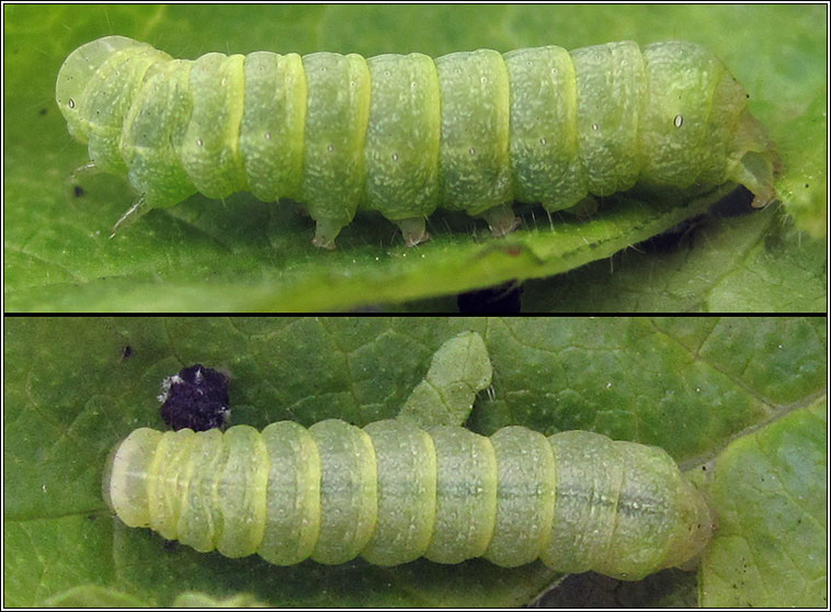 Cabbage Moth, Mamestra brassicae