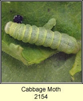 Cabbage Moth, Mamestra brassicae