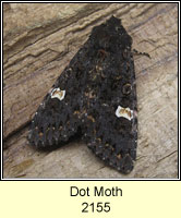 Dot Moth, Melanchra persicariae