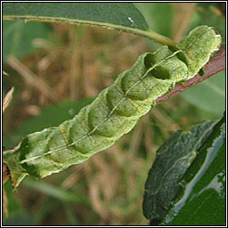 Dot Moth, Melanchra persicariae