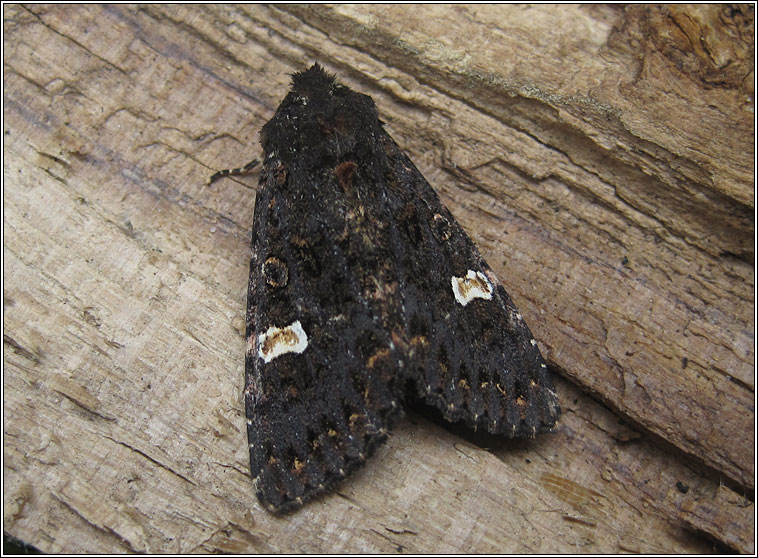 Dot Moth, Melanchra persicariae