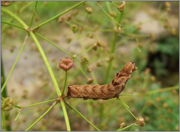 Dot Moth, Melanchra persicariae