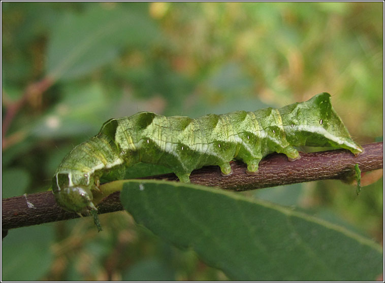 Dot Moth, Melanchra persicariae