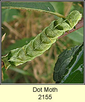 Dot Moth, Melanchra persicariae