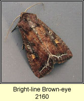 Bright-line Brown-eye, Lacanobia oleracea