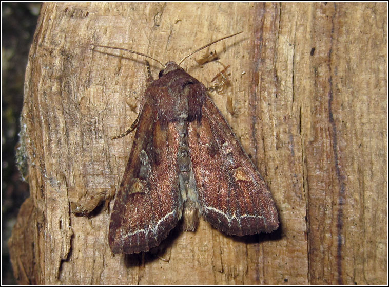 Bright-line Brown-eye, Lacanobia oleracea