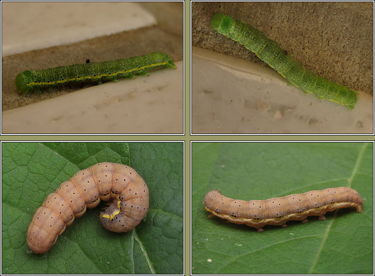 Bright-line Brown-eye, Lacanobia oleracea, larvae