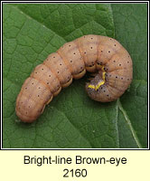 Bright-line Brown-eye, Lacanobia oleracea