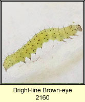 Bright-line Brown-eye, Lacanobia oleracea