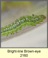 Bright-line Brown-eye, Lacanobia oleracea