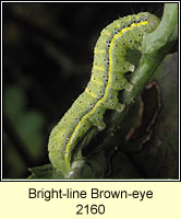 Bright-line Brown-eye, Lacanobia oleracea