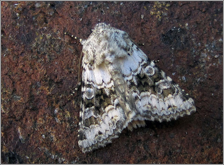 Broad-barred White, Hecatera bicolorata