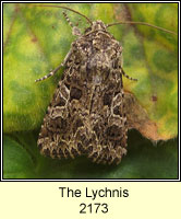 Lychnis, Hadena bicruris