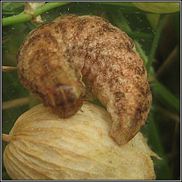 Lychnis, Hadena bicruris