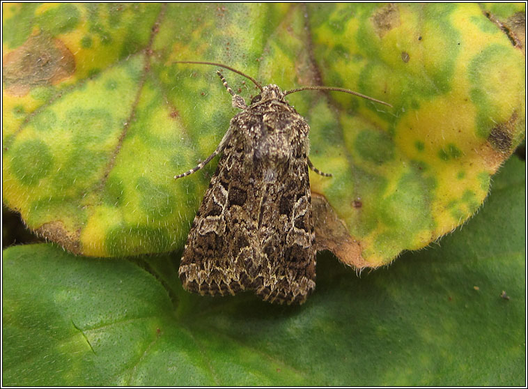 Lychnis, Hadena bicruris