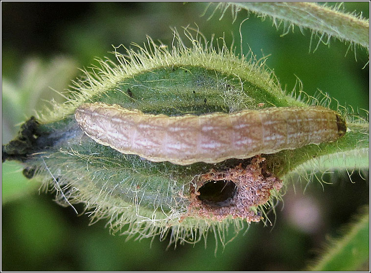 Lychnis, Hadena bicruris