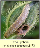 Lychnis, Hadena bicruris