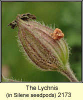 Lychnis, Hadena bicruris