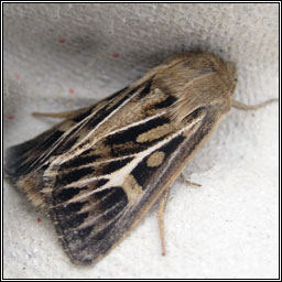 Antler Moth, Cerapteryx graminis