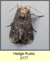 Hedge Rustic, Tholera cespitis