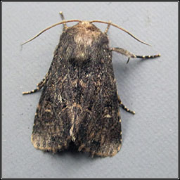 Hedge Rustic, Tholera cespitis