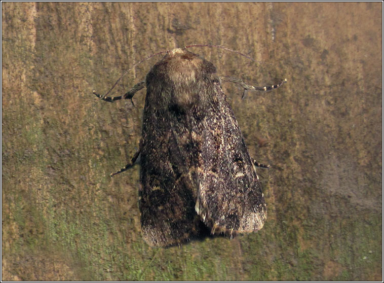 Hedge Rustic, Tholera cespitis