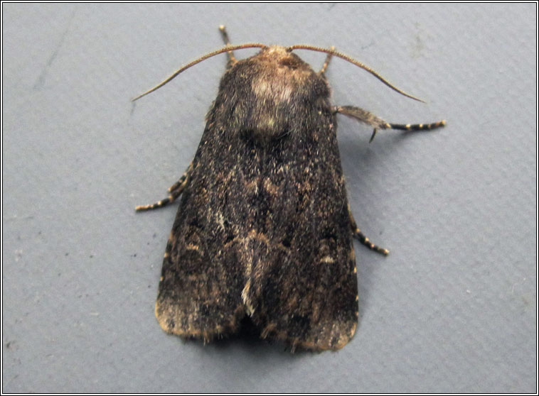 Hedge Rustic, Tholera cespitis