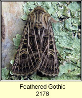 Feathered Gothic, Tholera decimalis