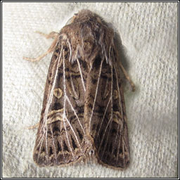 Feathered Gothic, Tholera decimalis